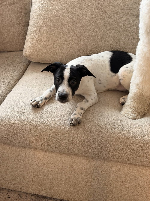 Toby, a dog for adoption from Burlington County Animal Alliance
