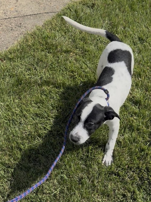 Photo 3 of Toby