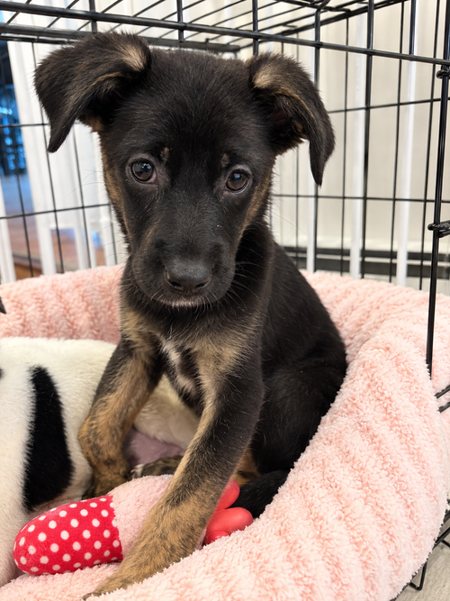 Bella, a dog for adoption from Burlington County Animal Alliance