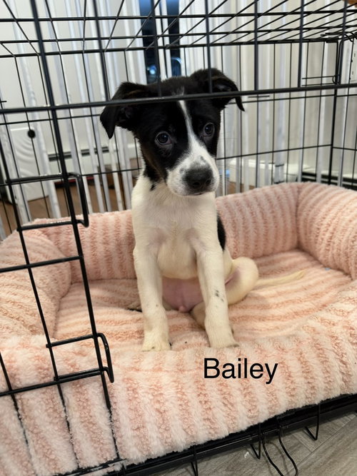 Bailey, a dog for adoption from Burlington County Animal Alliance