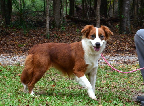 Ruby, a dog for adoption from Burlington County Animal Alliance