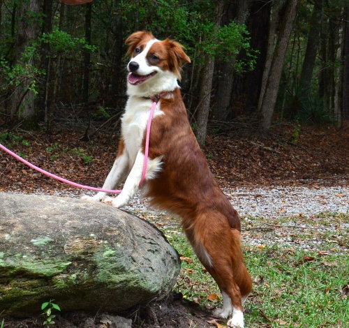 Photo 3 of Ruby