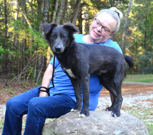 Dylan, a dog for adoption from Burlington County Animal Alliance