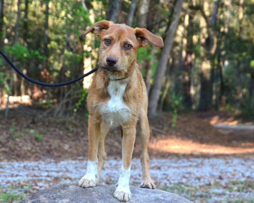 Leo, a dog for adoption from Burlington County Animal Alliance