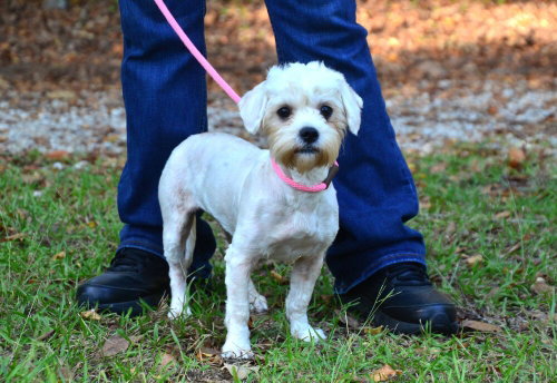 Maggie, a dog for adoption from Burlington County Animal Alliance