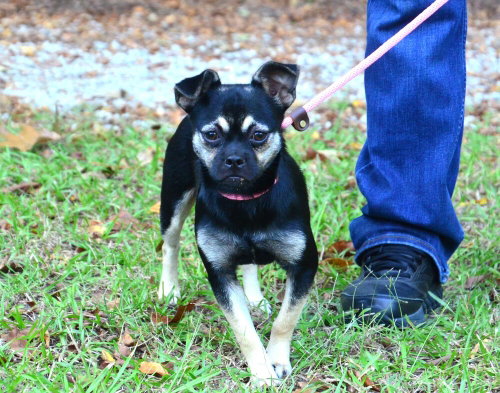 Molly, a dog for adoption from Burlington County Animal Alliance
