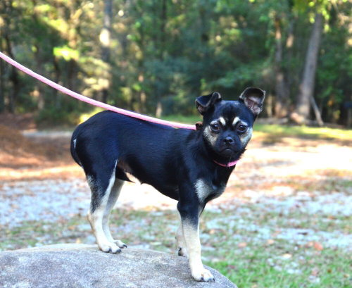 Photo 2 of Molly