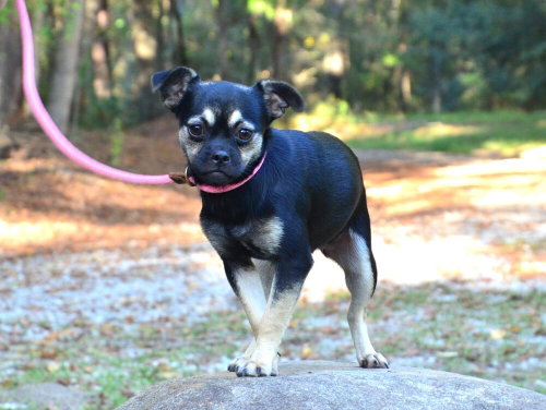 Photo 4 of Molly