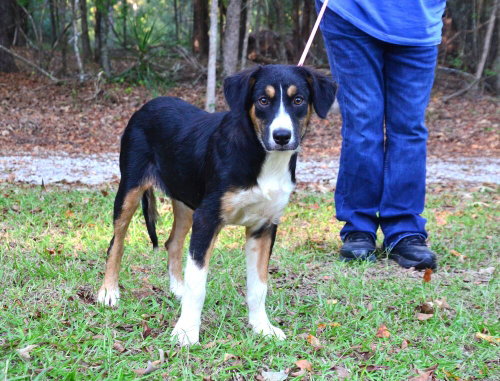Missy, a dog for adoption from Burlington County Animal Alliance