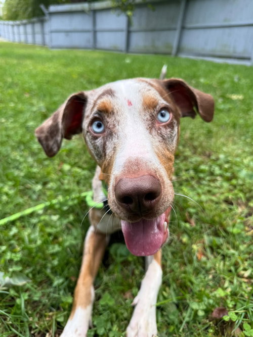 Ziggy, a dog for adoption from Burlington County Animal Alliance