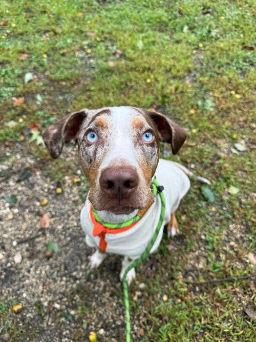Photo 4 of Ziggy