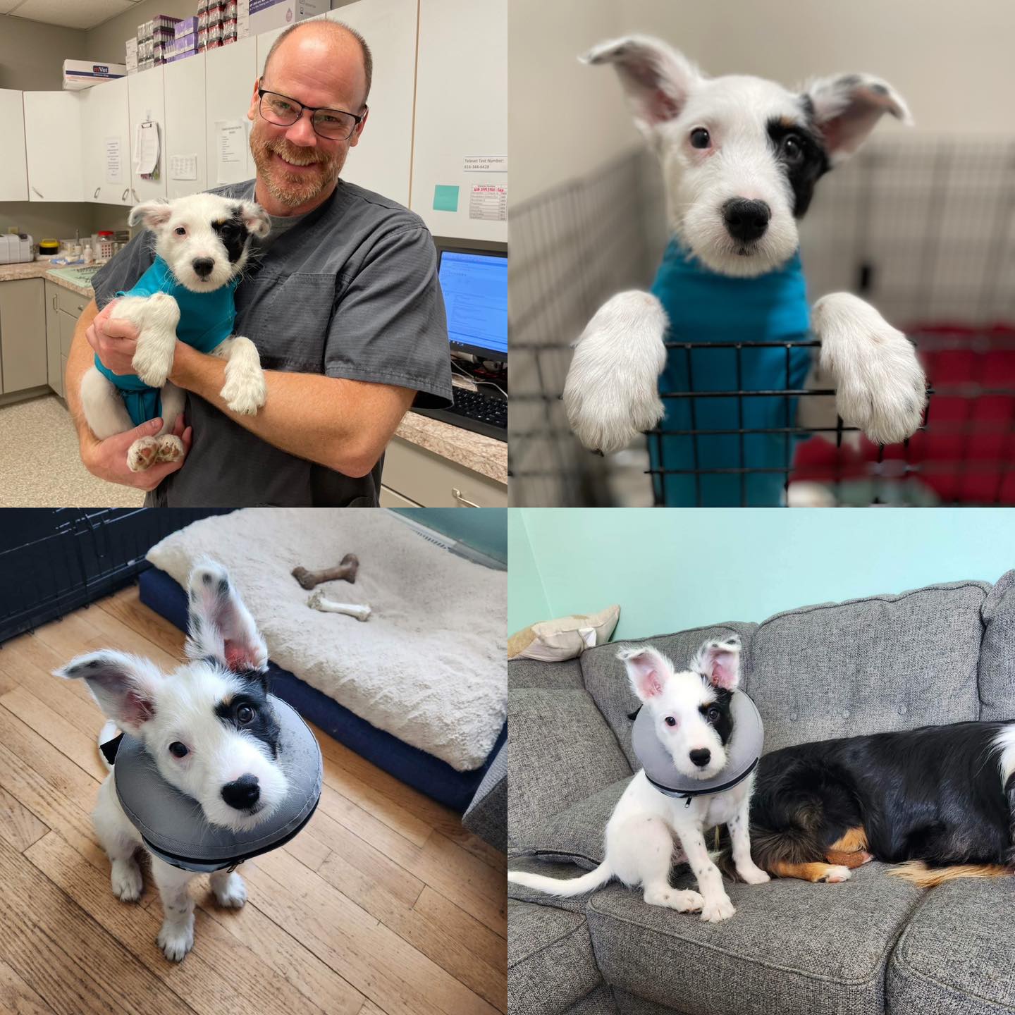 Spot Rescue Dogs Dog for Adoption - Spot, a Cattle Dog in Grandville, MI | Alpha Paw