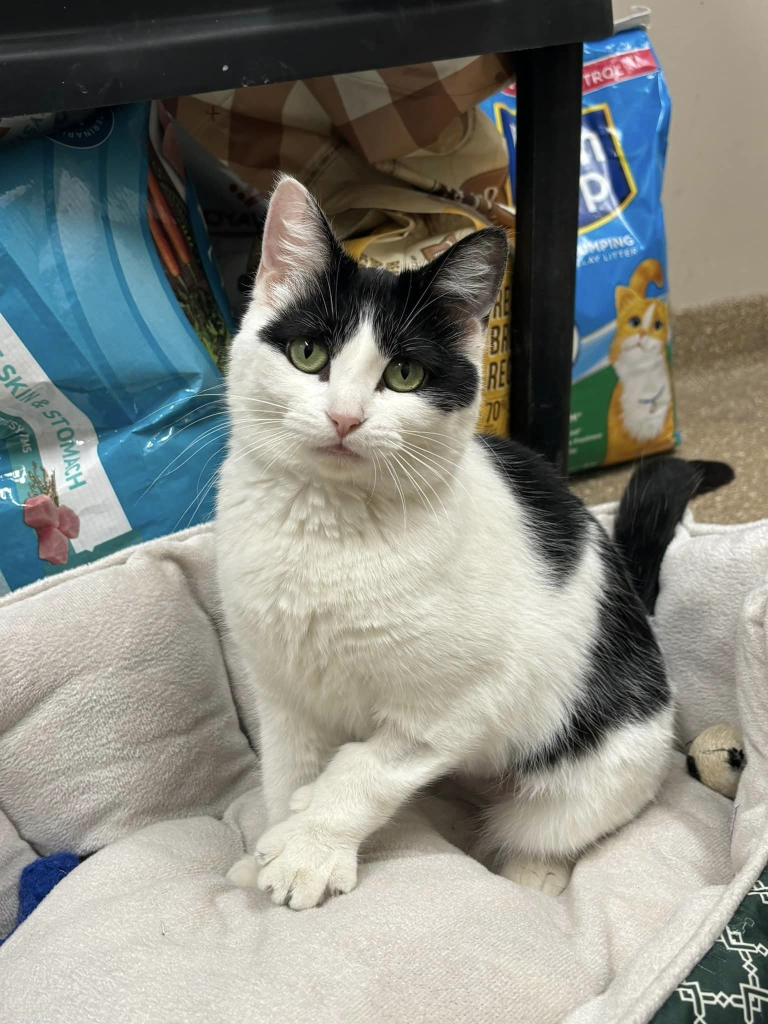adoptable Cat in Holland, MI named Cleopatra