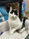 adoptable Cat in holland, MI named Cleopatra