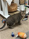 adoptable Cat in olla, LA named KiKi