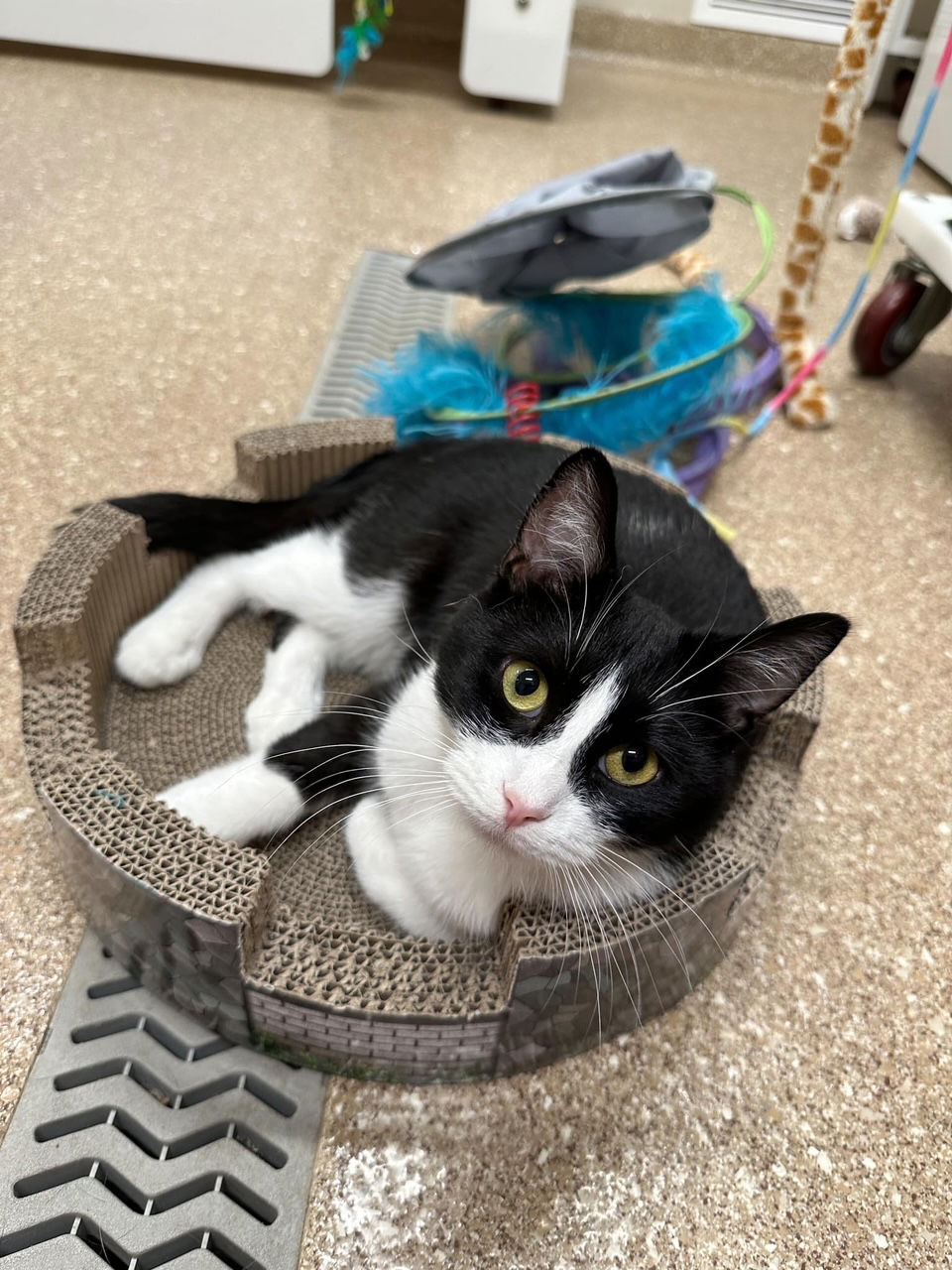 adoptable Cat in Holland, MI named Mochi