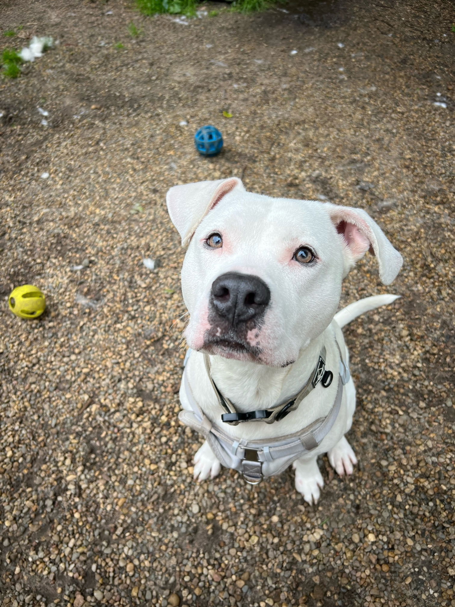 adoptable Dog in Holland, MI named Razzle Dazzle