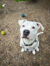 adoptable Dog in  named Razzle Dazzle