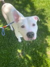 adoptable Dog in  named Razzle Dazzle
