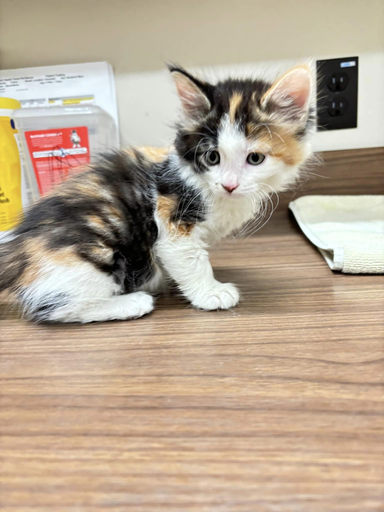 adoptable Cat in Holland, MI named Crème brûlée