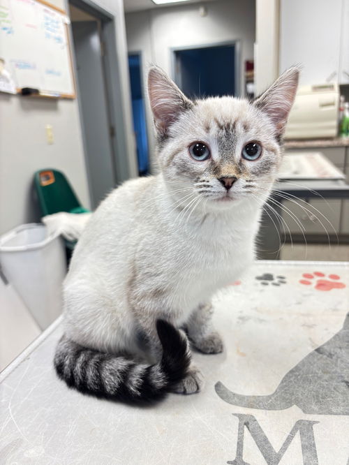 picture of the cat needing adoption