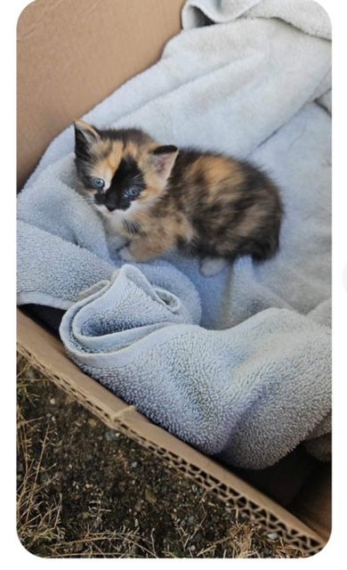 picture of the cat needing adoption