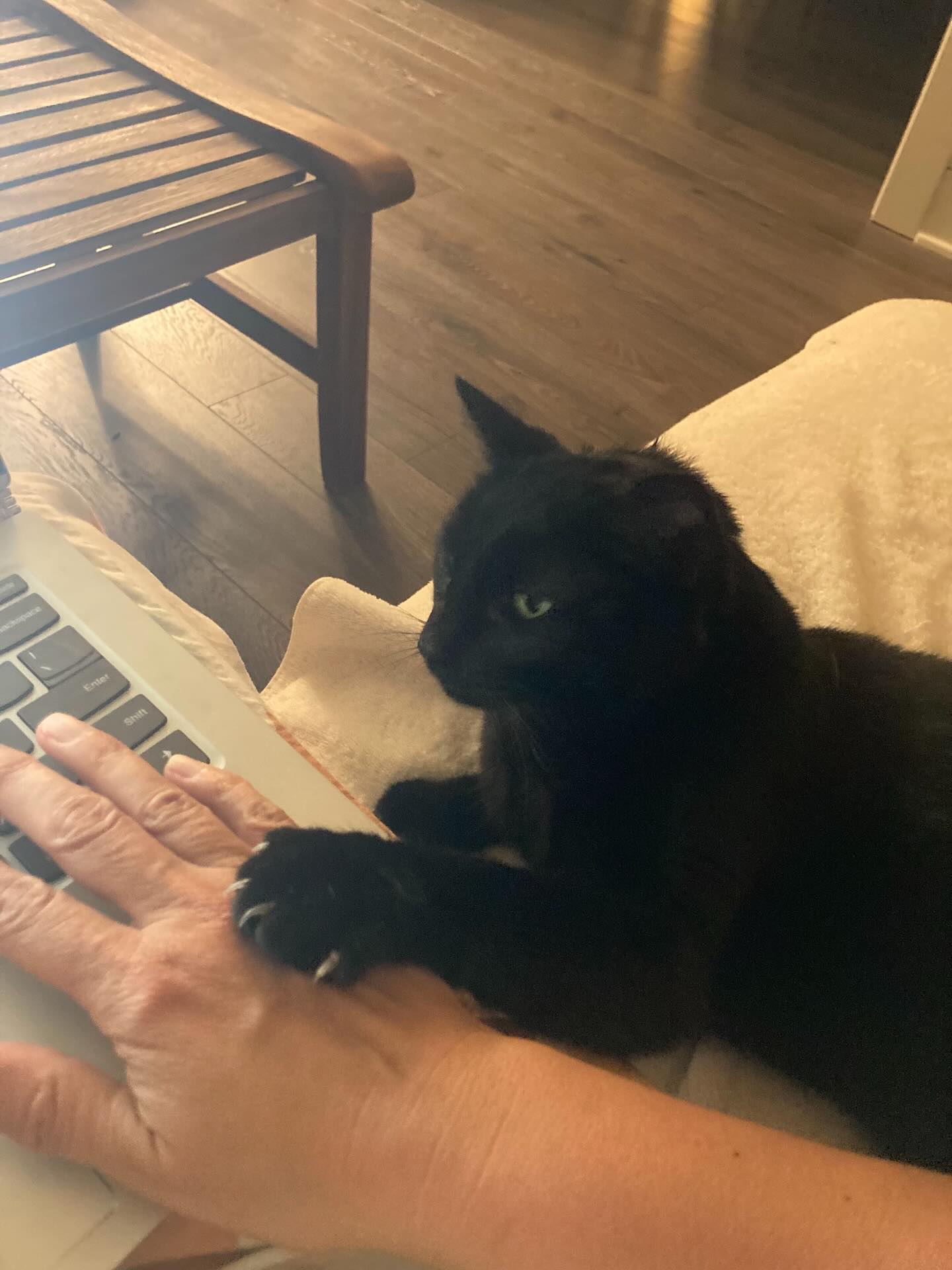 adoptable Cat in Holland, MI named Ebony