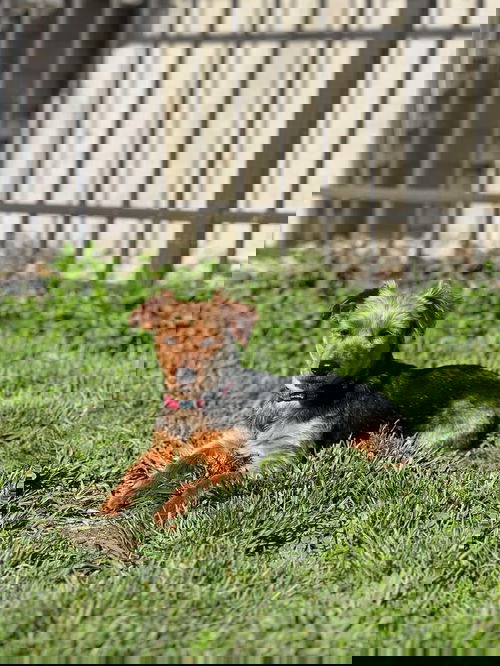 picture of the dog needing adoption
