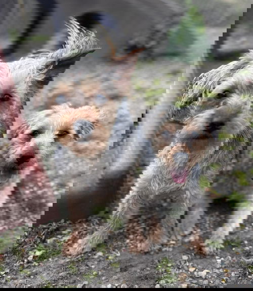 picture of the dog needing adoption