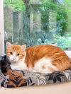 adoptable Cat in , MI named Sweet Pea