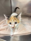 adoptable Cat in olla, LA named Tulip