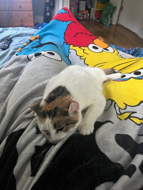 Photo 5 of Lovebug