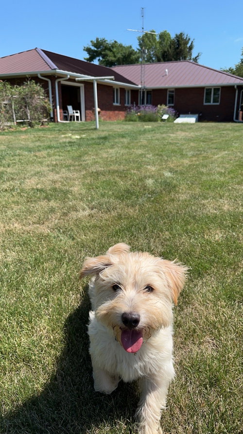 picture of the dog needing adoption