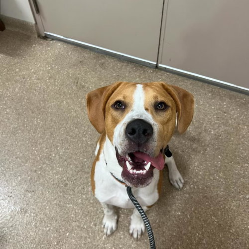 picture of the dog needing adoption
