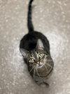 Simba - Photo 1