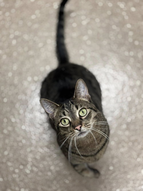 SIMBA - Domestic Short Hair available for adoption