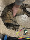 Simba - Photo 2