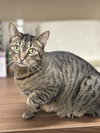 Simba - Photo 3