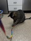 Simba - Photo 4