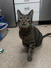 Simba - Photo 5