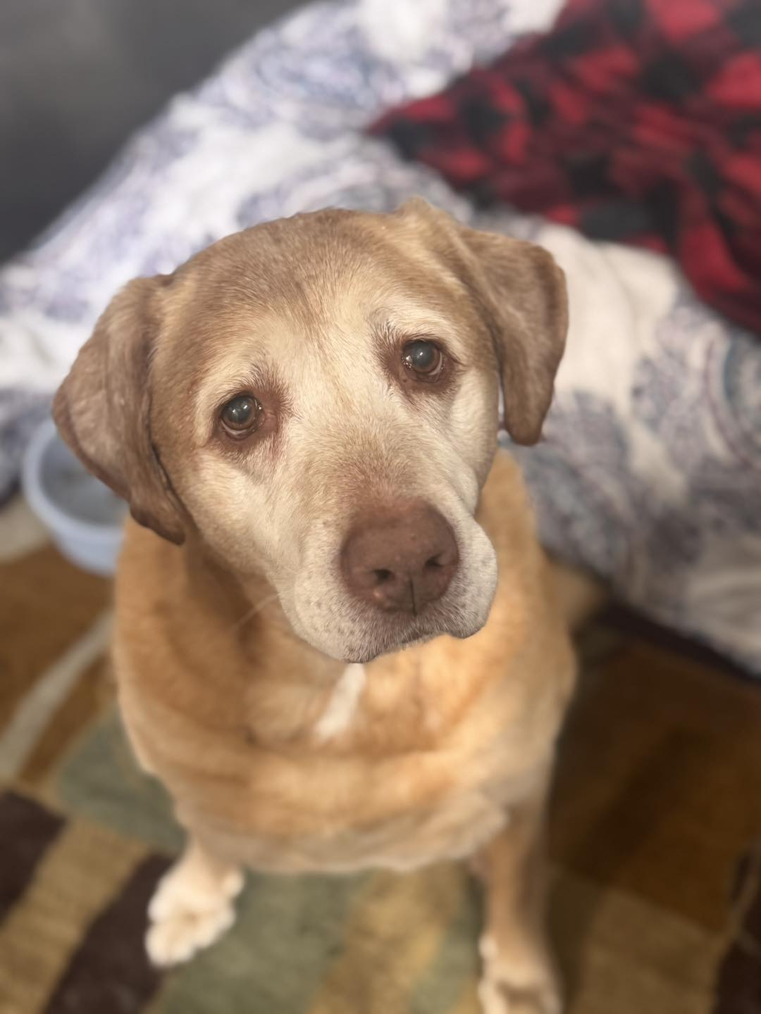 Apollo