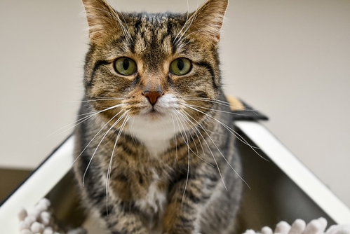 picture of the cat needing adoption
