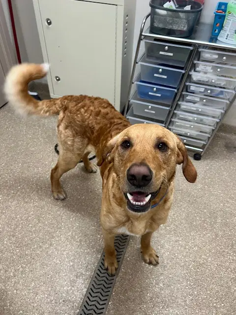 Buster - lab mix