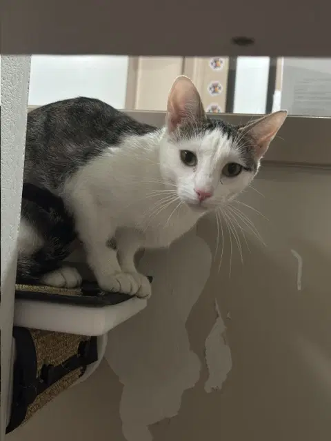 Joy - Domestic Short Hair