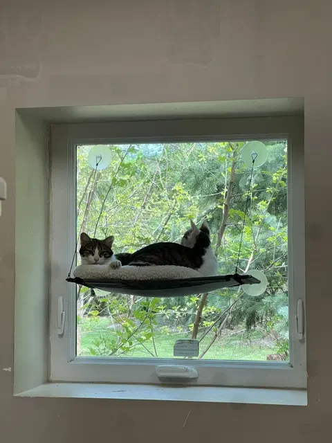 Joy image 2