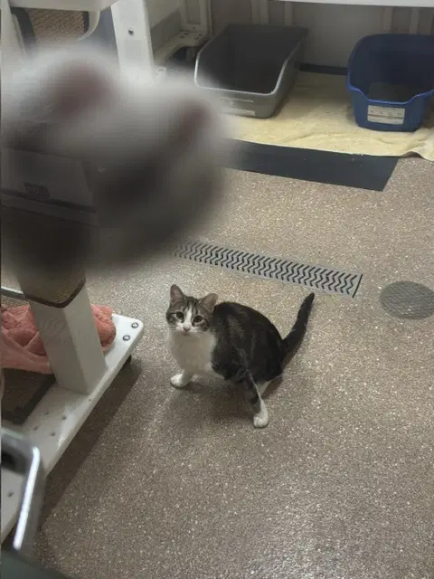 Cassie - Domestic Short Hair