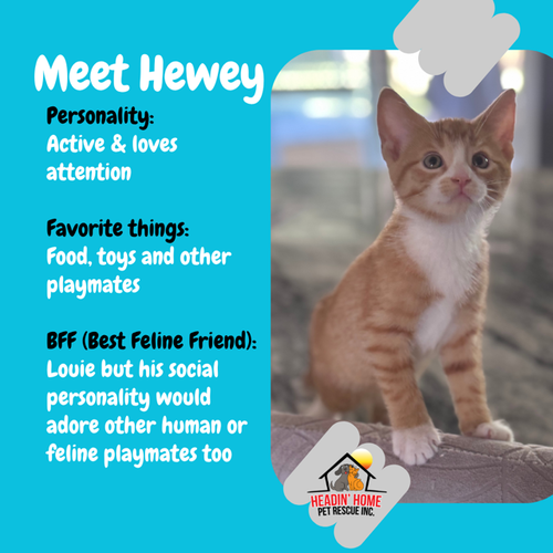 Hewey & Louie photo 2