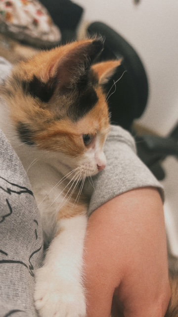Mew, photo 5