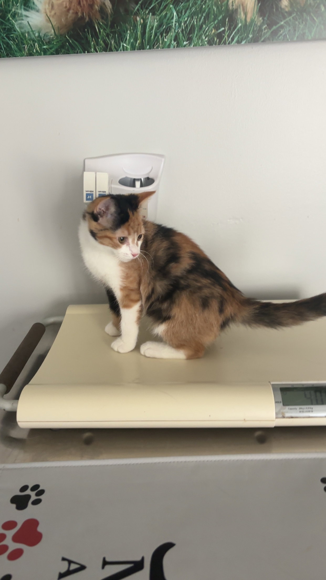 Mew, Calico