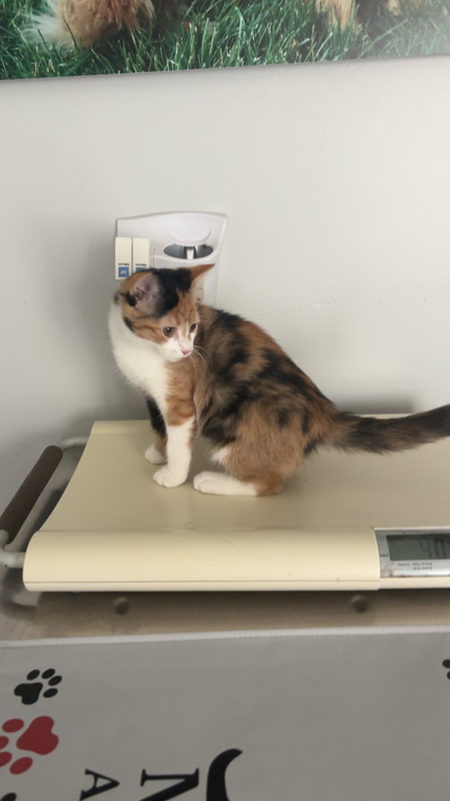 picture of the cat needing adoption